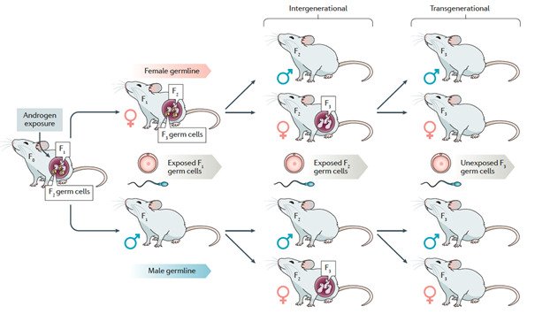 Reproductive Endocrinology 生殖内分泌学 2024出版 外泌体】国内外泌体领域进展总结（2025年1月）_北京华龛生物科技